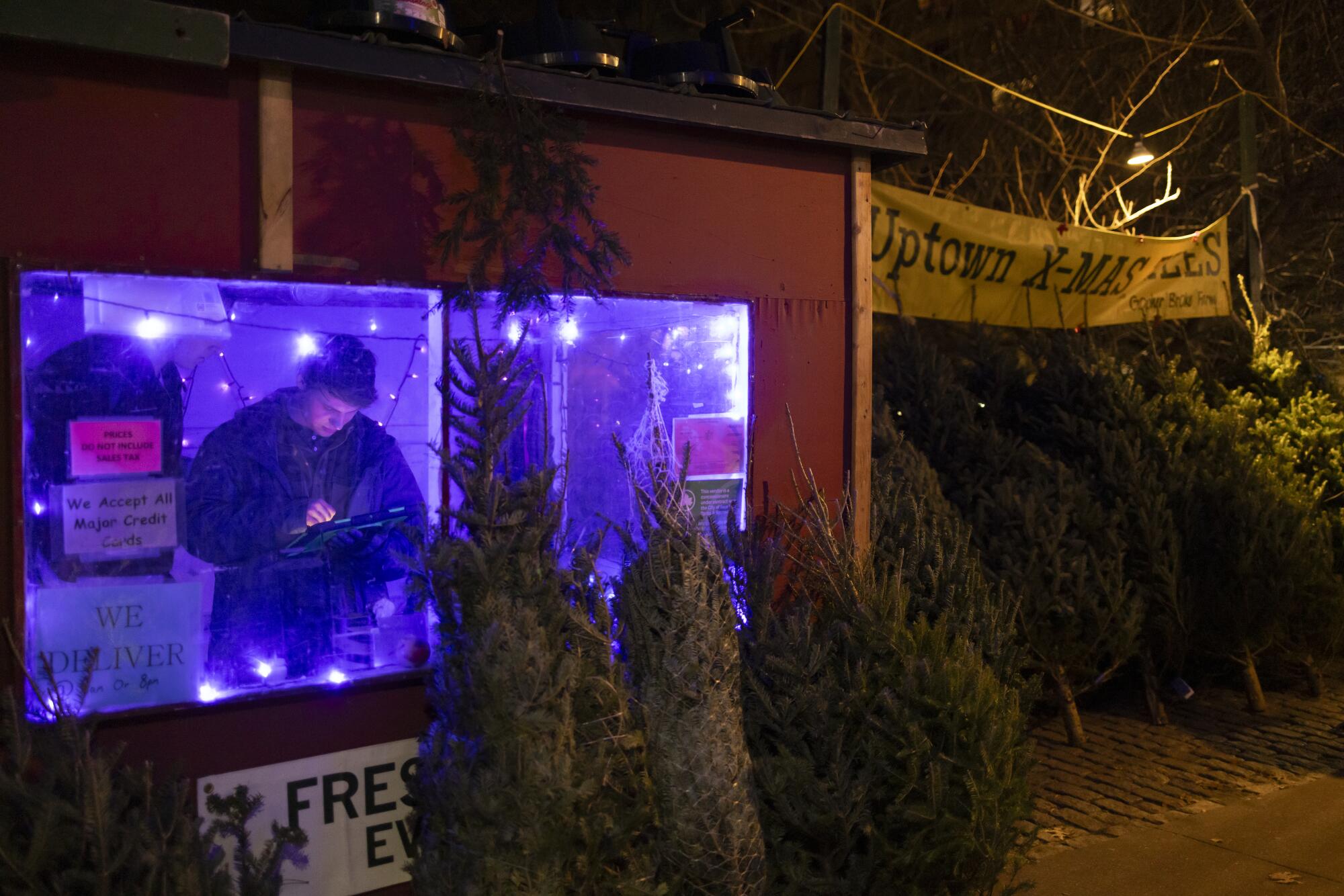 A man in a shed decorated with lights at a Christmas tree lot.