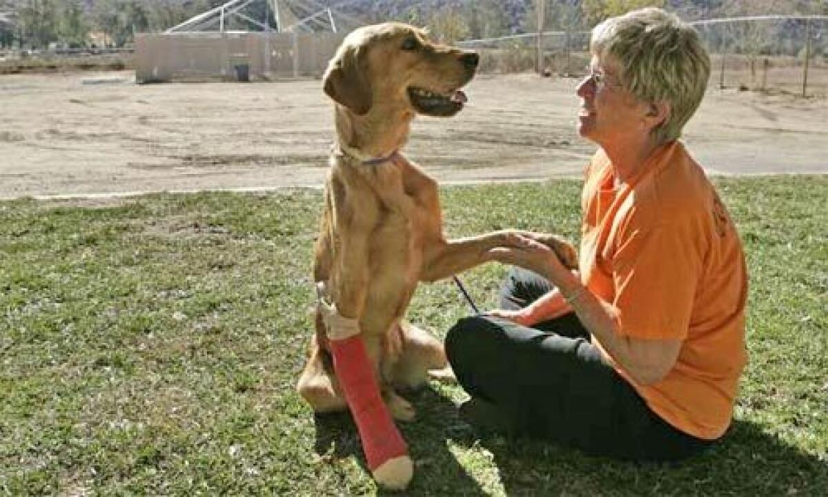 RESCUED: Oleander gets attention from volunteer Maryellen Wilkins at the Riverside County animal shelter in Banning.