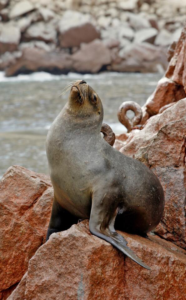 A South American fur seal basks on red rock at the Ballestas Islands.