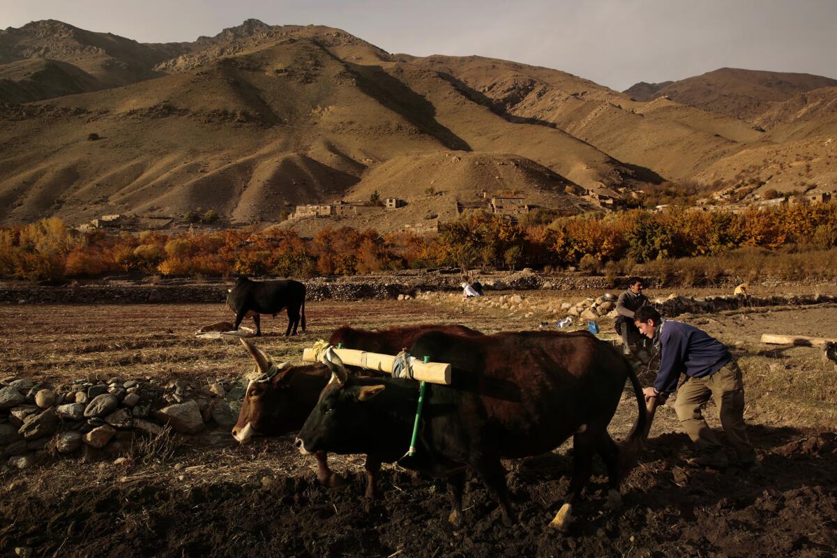 Afghan farmers plant winter wheat in the Panjshir Valley, where animals are still used for plowing.