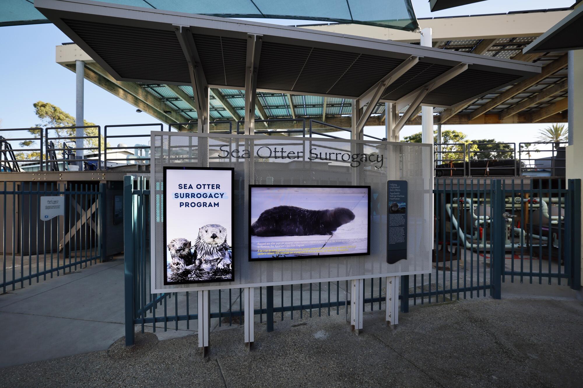 Une vue de l'exposition du programme de maternité de substitution pour les loutres de mer à l'Aquarium du Pacifique à Long Beach. 
