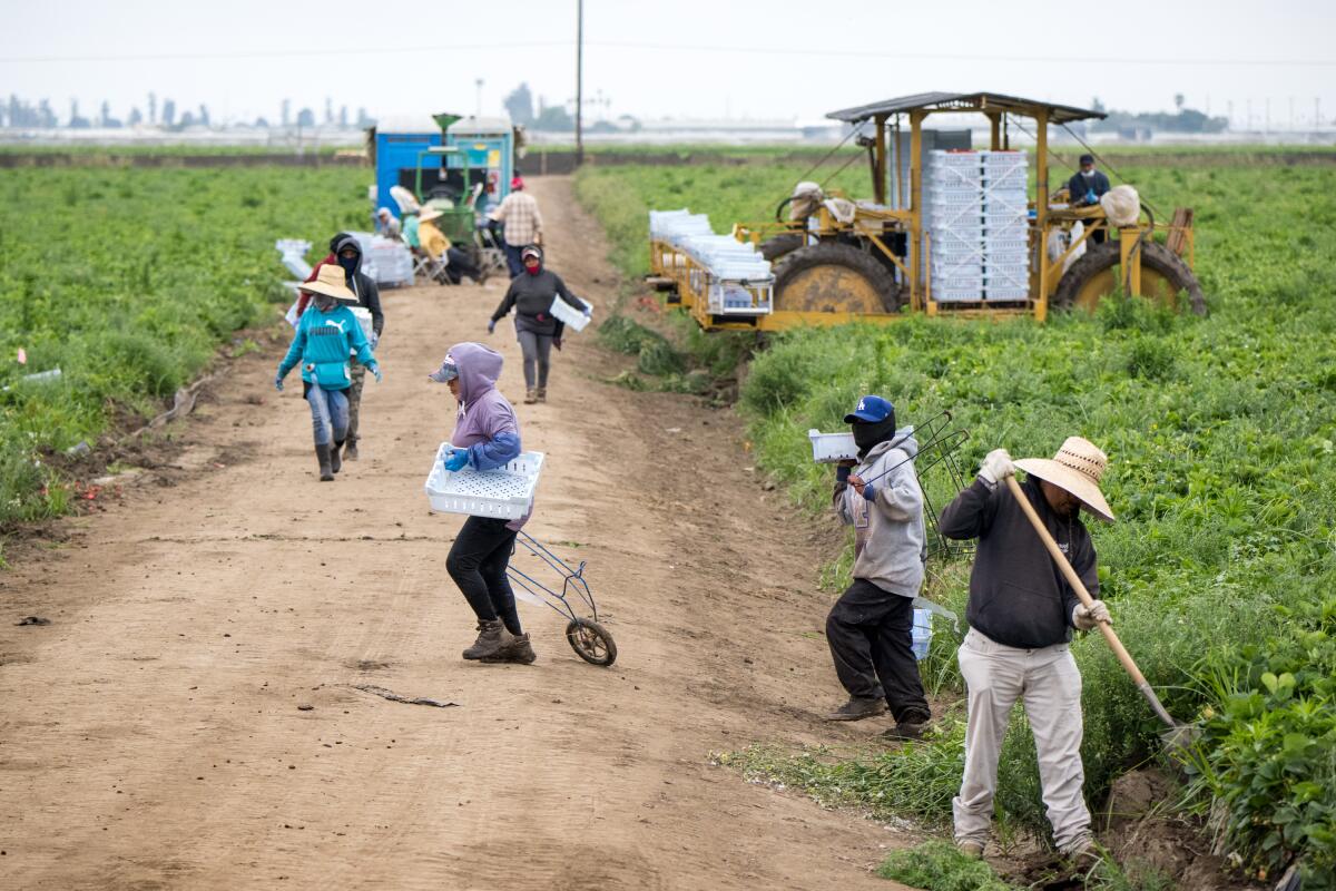 Field hands work in a strawberry field in Oxnard. Several farms were visited by immigration authorities on Tuesday.