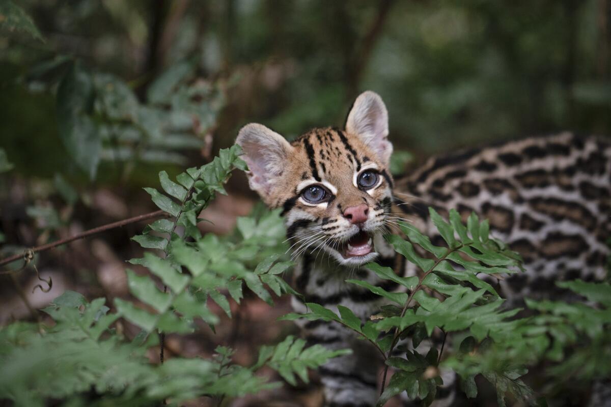 Keanu, an ocelot kitten, in the documentary "Wildcat."