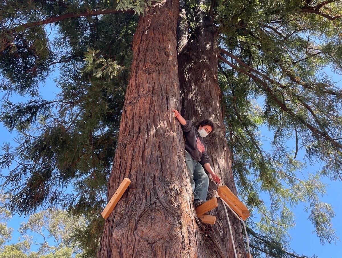 An activist descends from a tree at Berkeley's People's Park.