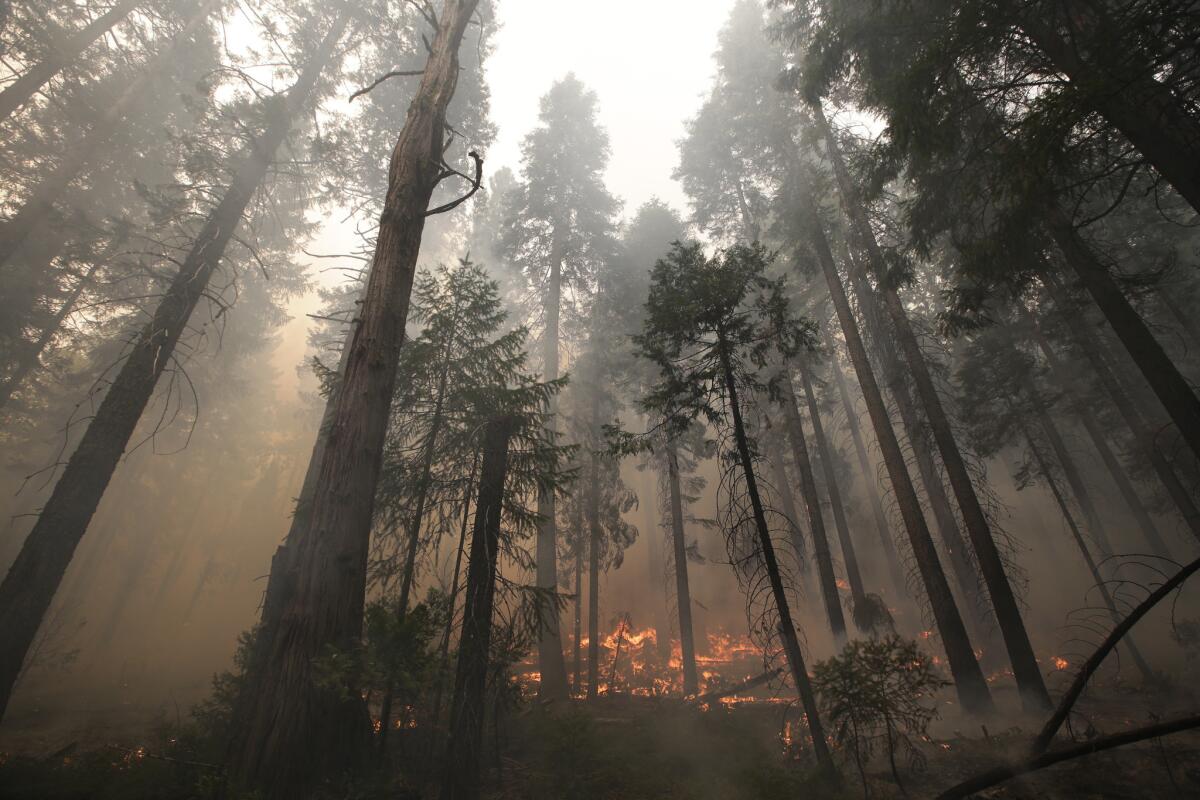 The Rim fire burns through trees near Yosemite National Park.