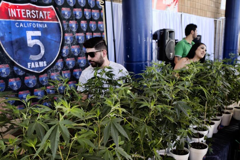 FILE - This Oct. 20, 2018, file photo shows marijuana clone plants displayed for sale by Interstate 5 Farms at the cannabis-themed Kushstock Festival at Adelanto, Calif. California legislators are considering a plan to encourage more banks to do business with its legal marijuana industry. (AP Photo/Richard Vogel, File)