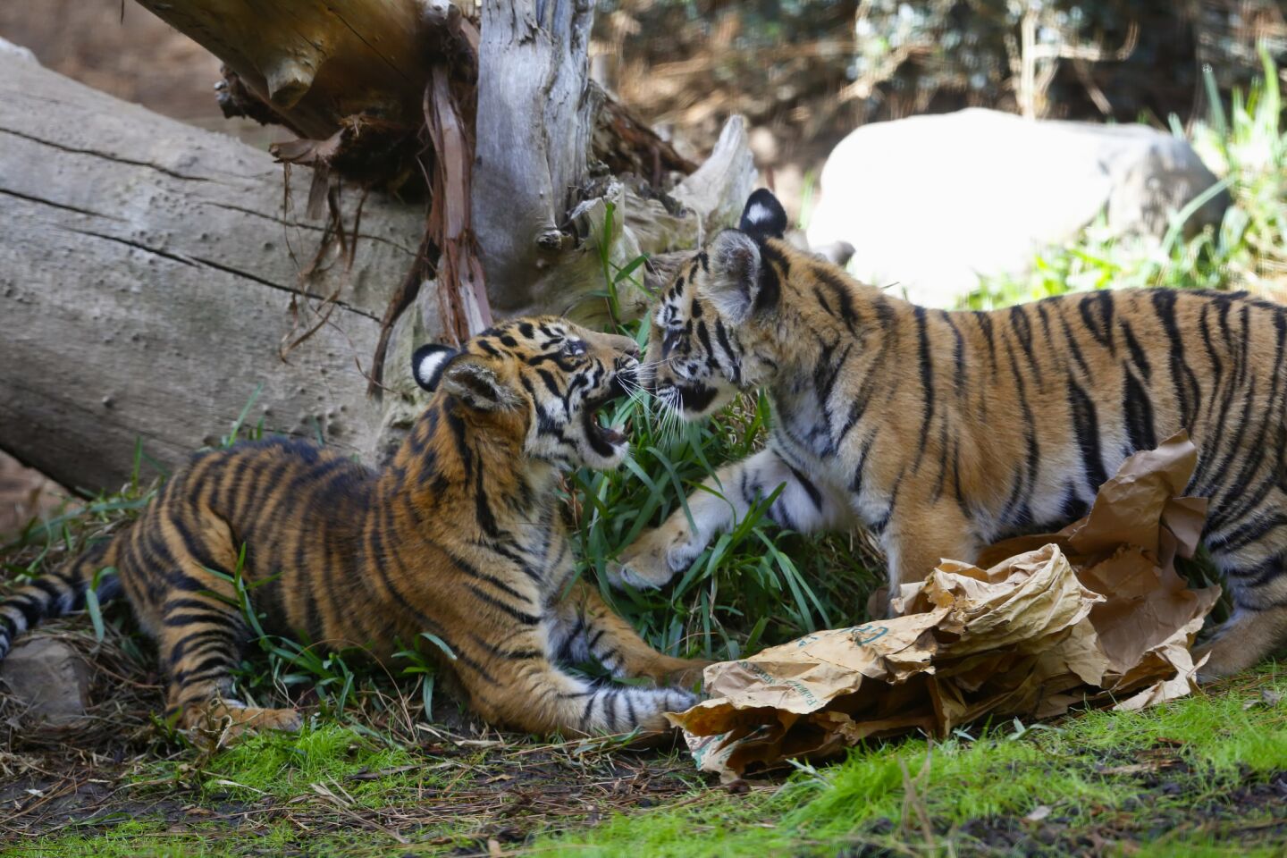 A rescued Bengal tiger cub and his companion, a Sumatran tiger cub
