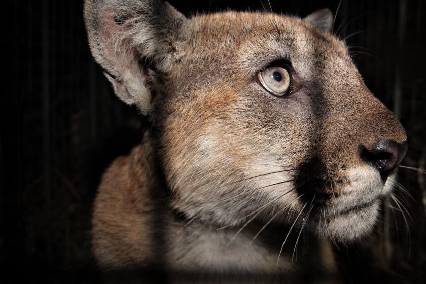 1/ Subadult male mountain lion P-90 was killed by a car on Hwy 33 just south of Ojai in Ventura County this morning. He was first captured & marked at the den on July 6, 2020. He was about 3 wks old. His sibling, male P-89, was killed by a car on the 101 Fwy on July 18, 2022.