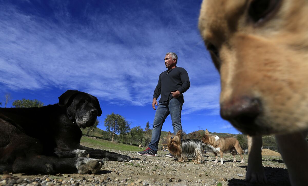 Cesar Millan is shown with dogs at his Dog Psychology Center in January 2015 in Santa Clarita.