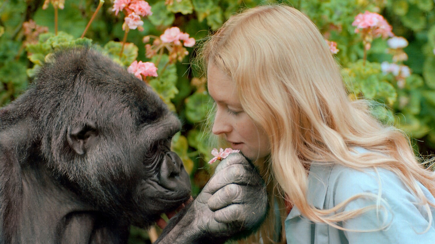 Koko The Gorilla Who Talks Still Controversial Still Intriguing Los Angeles Times