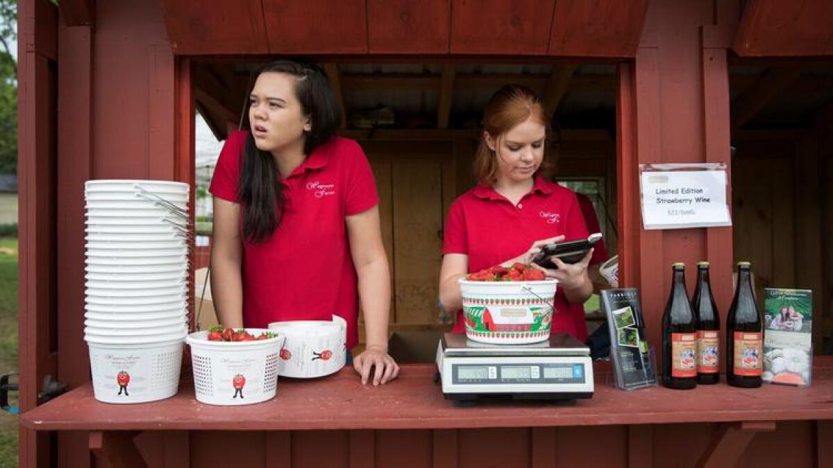 Hannah Waring, left, and Abby McDonough work in a strawberry stand May 23 at Wegmeyer Farms in Hamilton, Va.