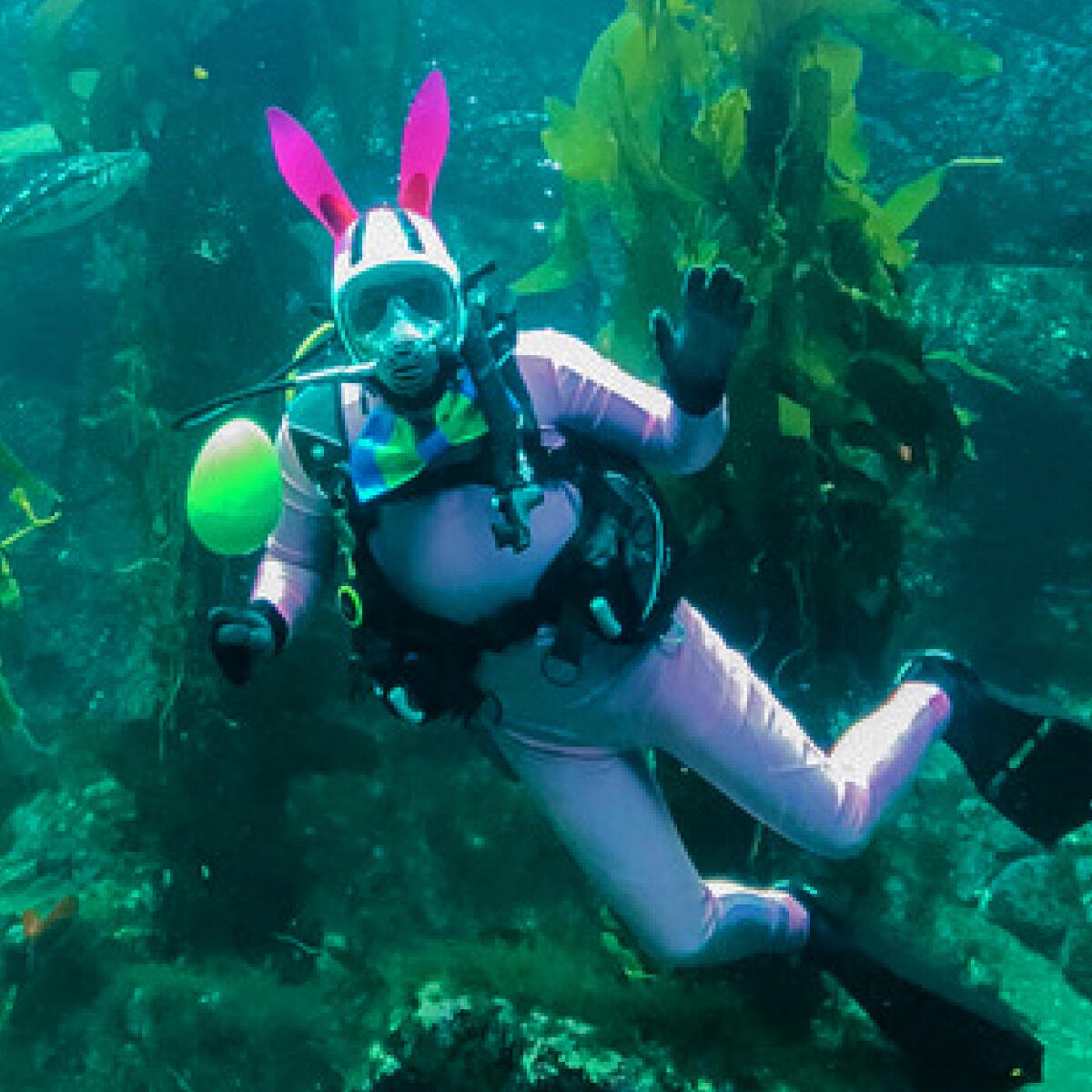 For a virtual visit to Birch Aquarium in La Jolla, watch Scuba Bunny feed the fishes live inside Birch Aquarium's giant kelp forest tank — starting 10:30 am. Easter Sunday, April 12, 2020 at facebook.com/birchaquarium