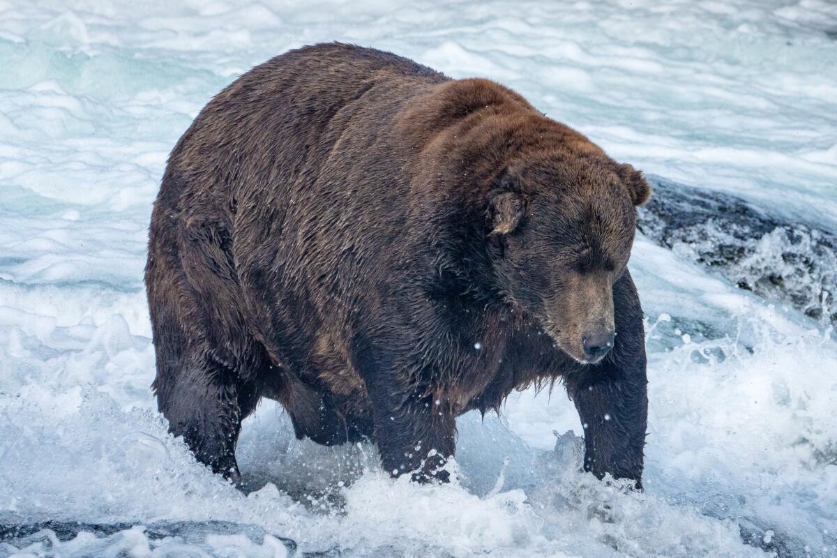 A large brown bear in a river