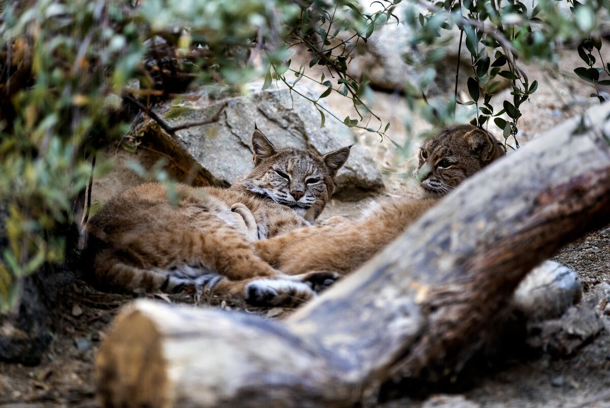 Two brother bobcats look up from their nap together at the Living Desert Zoo and Gardens.