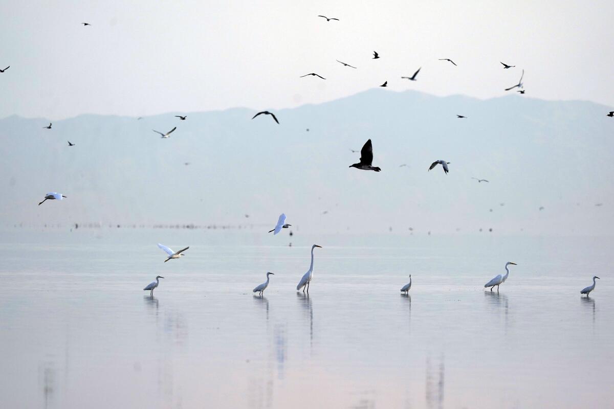 Birds stand in shallow water and fly overhead.