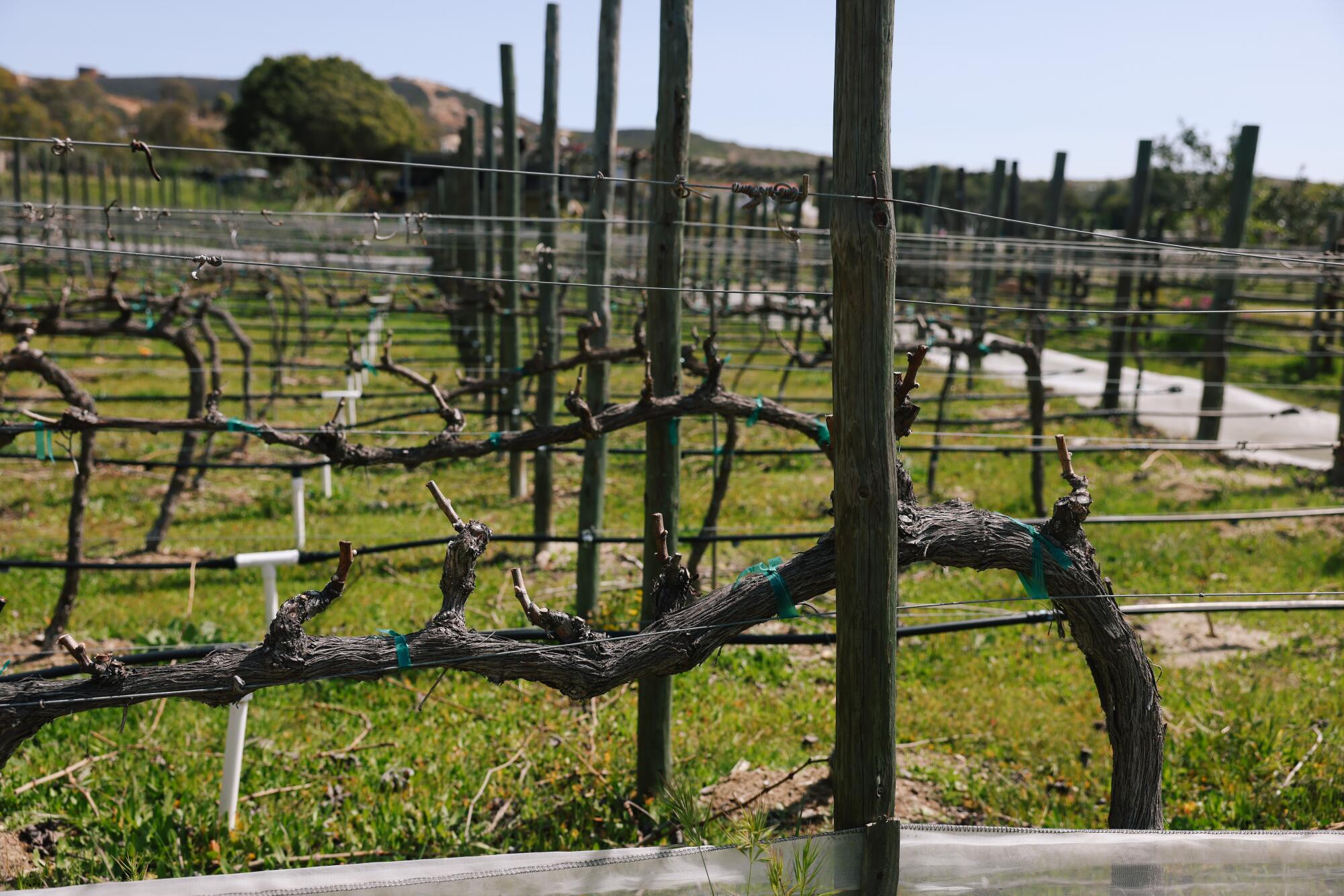 Rows of grapevines with rolling hills in the background.