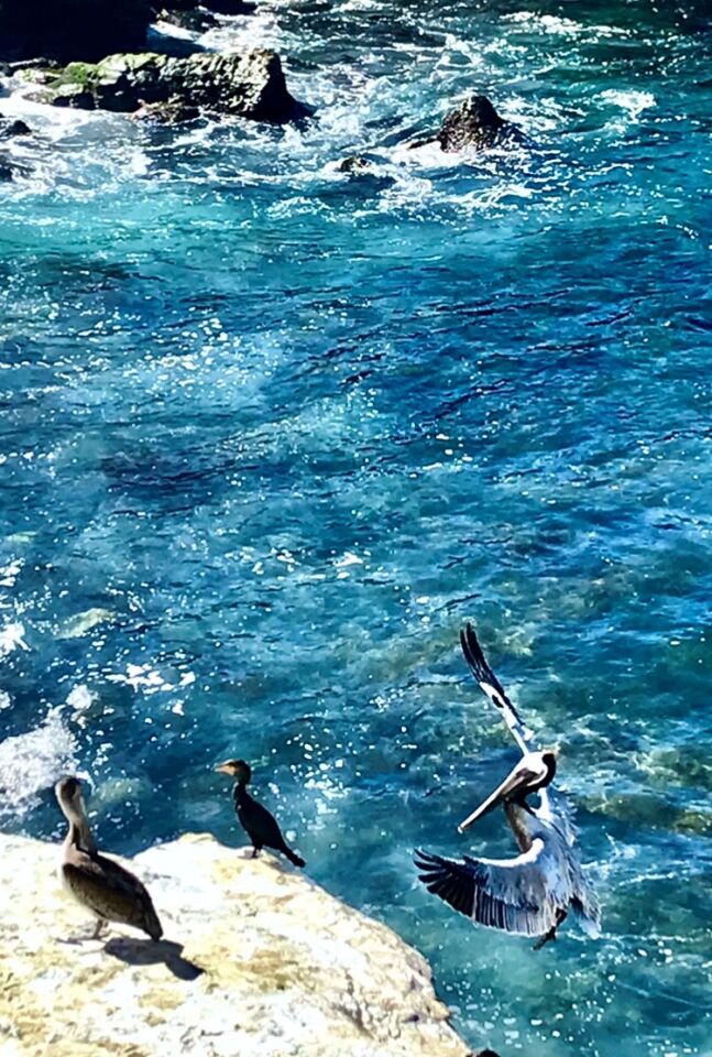 A pelican goes in for a landing to join some friends near the Children’s Pool.