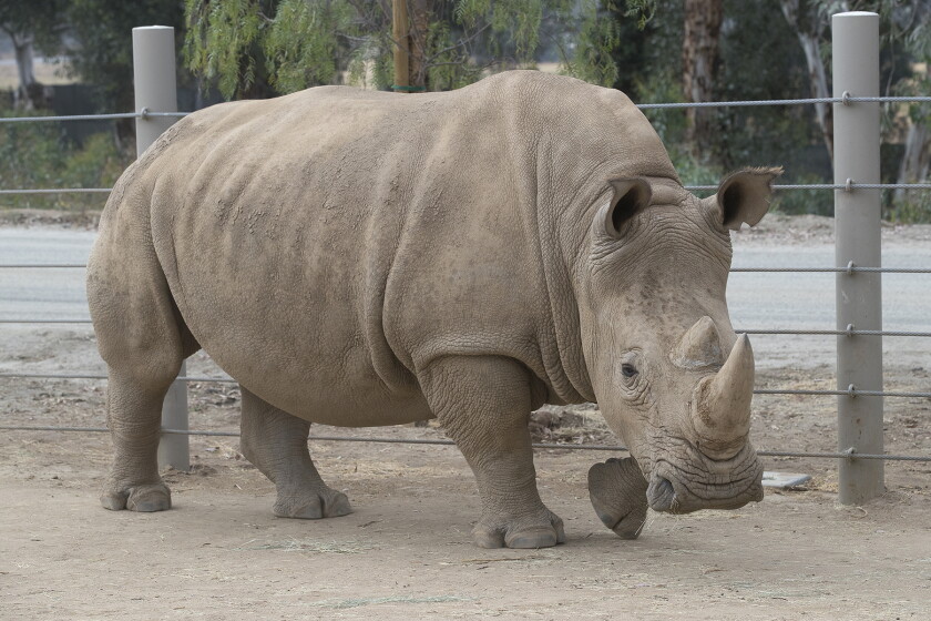 San Diego Zoo Finds Corrects A Cause Of Rhino Infertility The San Diego Union Tribune