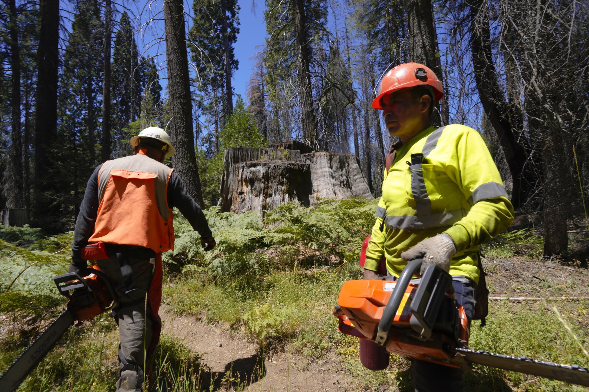 Work crews use chainsaws to cut trees at the Big Stump Picnic Area in Kings Canyon National Park.