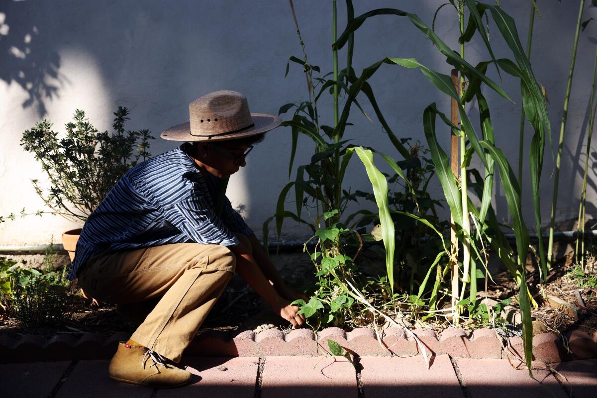  Jamie Williams searches for bush beans in her tiny  garden next to her apartment complex.