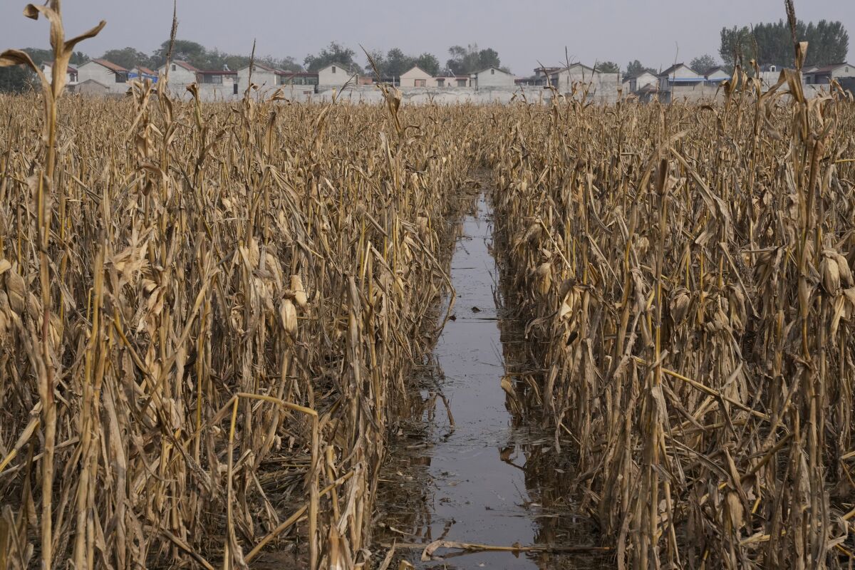 A flooded corn field is seen months after torrential rain flooded the region of Zhaoguo village in central China's Henan province on Friday, Oct. 22, 2021. The flooding disaster in July is the worst that older farmers can remember in 40 years – but it is also a preview of the kind of extreme conditions the country is likely to face as the planet warms up, and weather patterns farmers depend upon are increasingly destabilized. (AP Photo/Ng Han Guan)