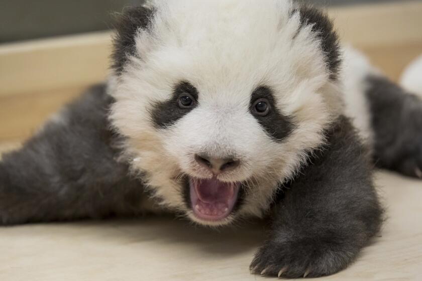 This image provided on Thursday, Nov. 28, 2019 by the Zoo Berlin shows one of the two Panda cubs in the Zoo in Berlin, Germany. China's permanent loan Pandas Meng Meng and Jiao Qing are the parents of the two cubs that were born on Aug. 31, 2019 at the Zoo in Berlin. (2019 Zoo Berlin via AP)