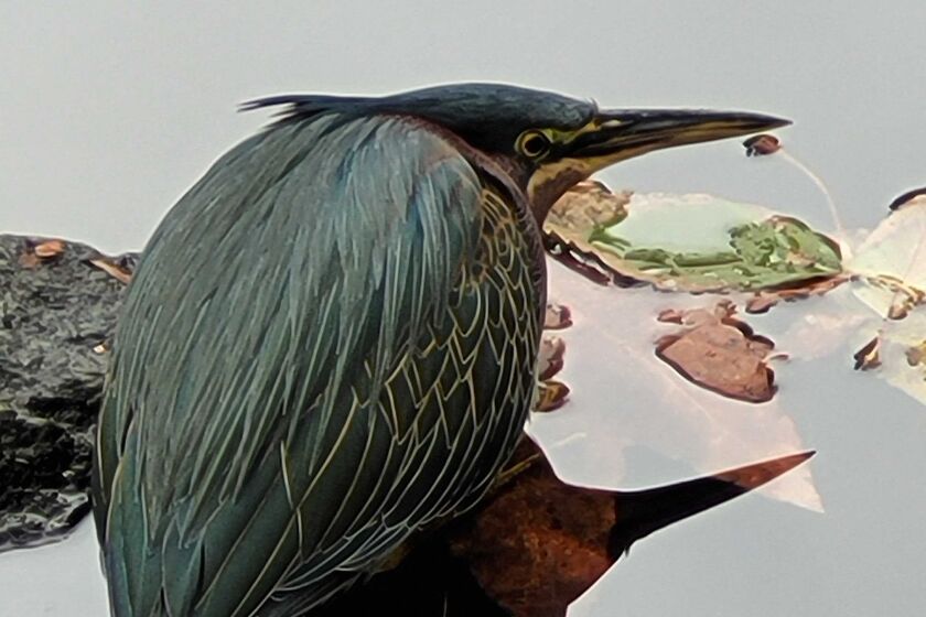 A green heron waits for a fish to swim by in an Escondido pond in December 2022.