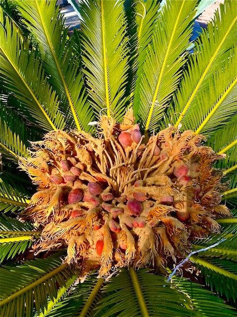 A palm blooms in the Muirlands neighborhood.