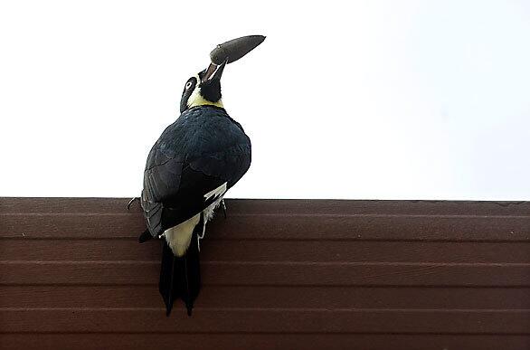 A woodpecker holds an acorn that was stored in a rain gutter at a home in Walnut Creek, Calif. The birds have damaged houses and other buildings, and some area residents want to cull the bird population.