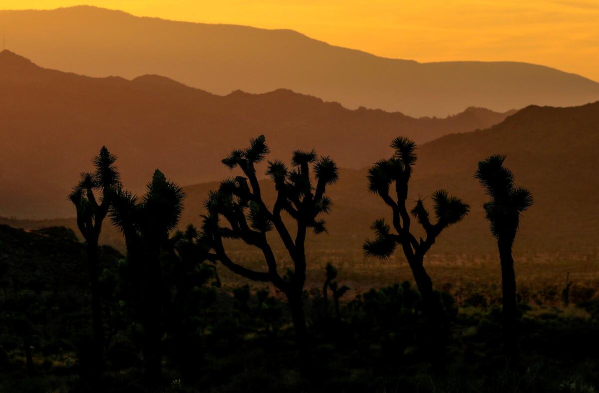 Joshua trees are shown in the California desert named for them.