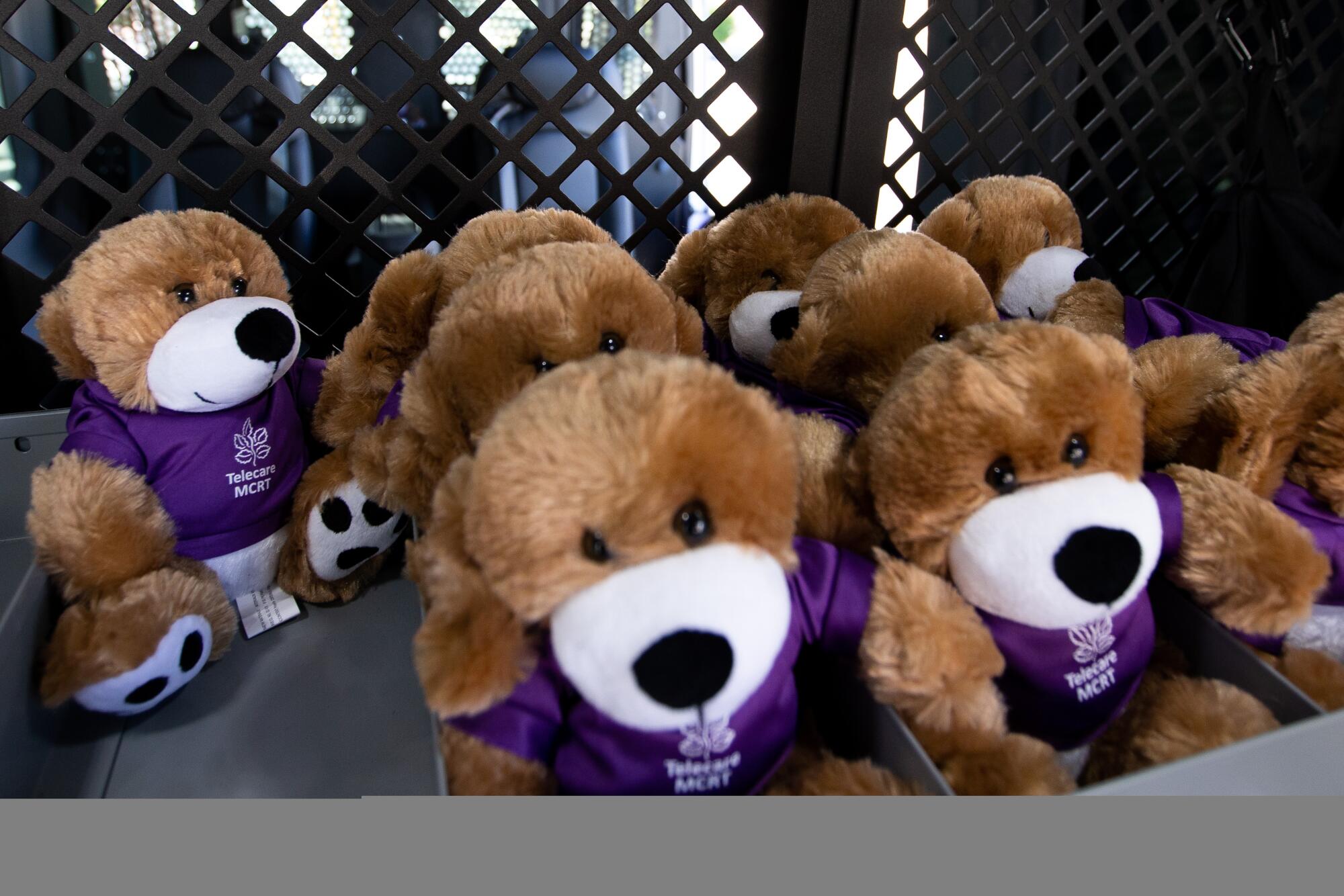 A bunch of stuffed toy dogs in purple shirts