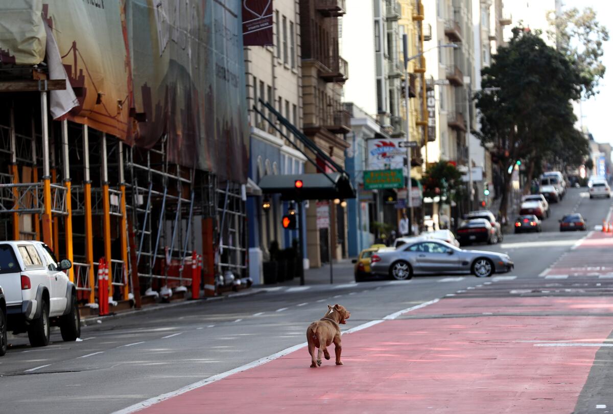 A dog runs down the middle of an empty Geary Boulevard in San Francisco.