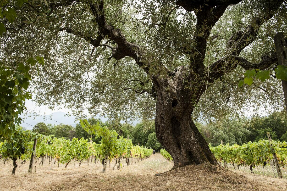 An olive tree at a vineyard in Lucca, Tuscany, Italy.