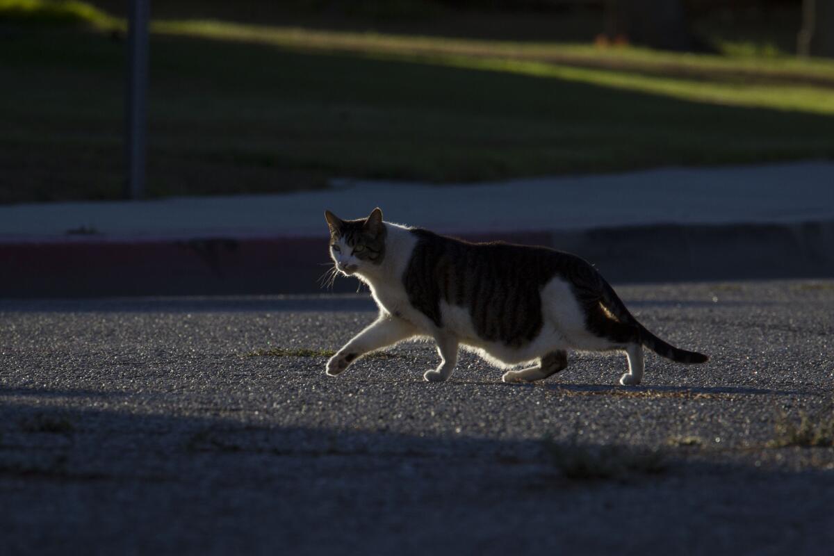 A stray cat crosses the road outside a Venice apartment building. Last year, about 29,000 cats -- 70% of those brought to L.A. County's six shelters -- were euthanized.