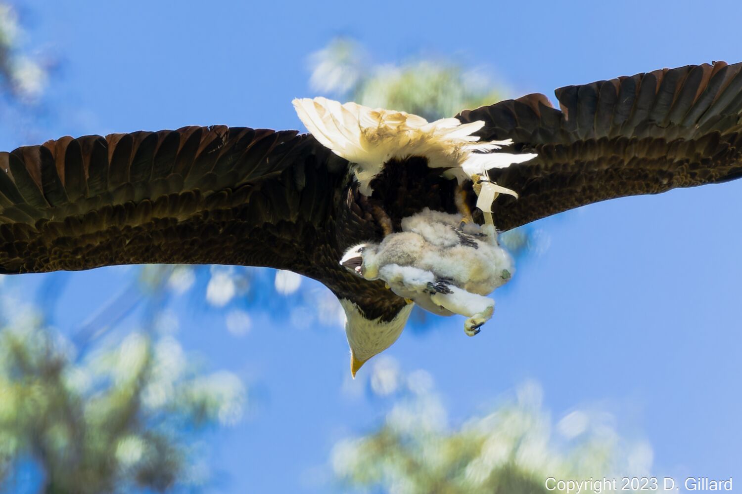 Nature gone mad? Eagles kidnap baby hawk twins; kill one, raise other as their own 