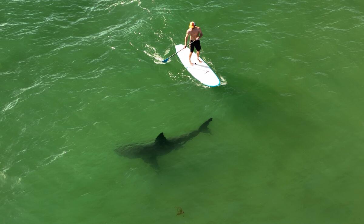 A paddle boarder rows in the ocean next to a shark