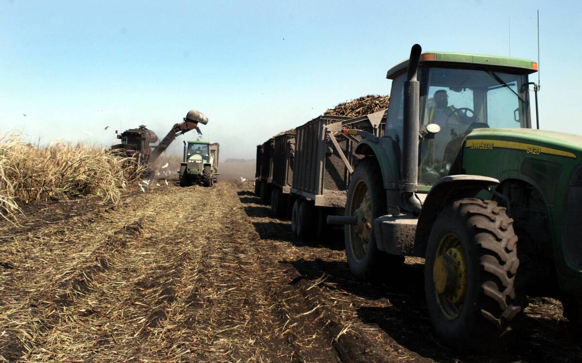 Harvest machines roll through a sugar cane field in Clewiston, Fla., in 2004.