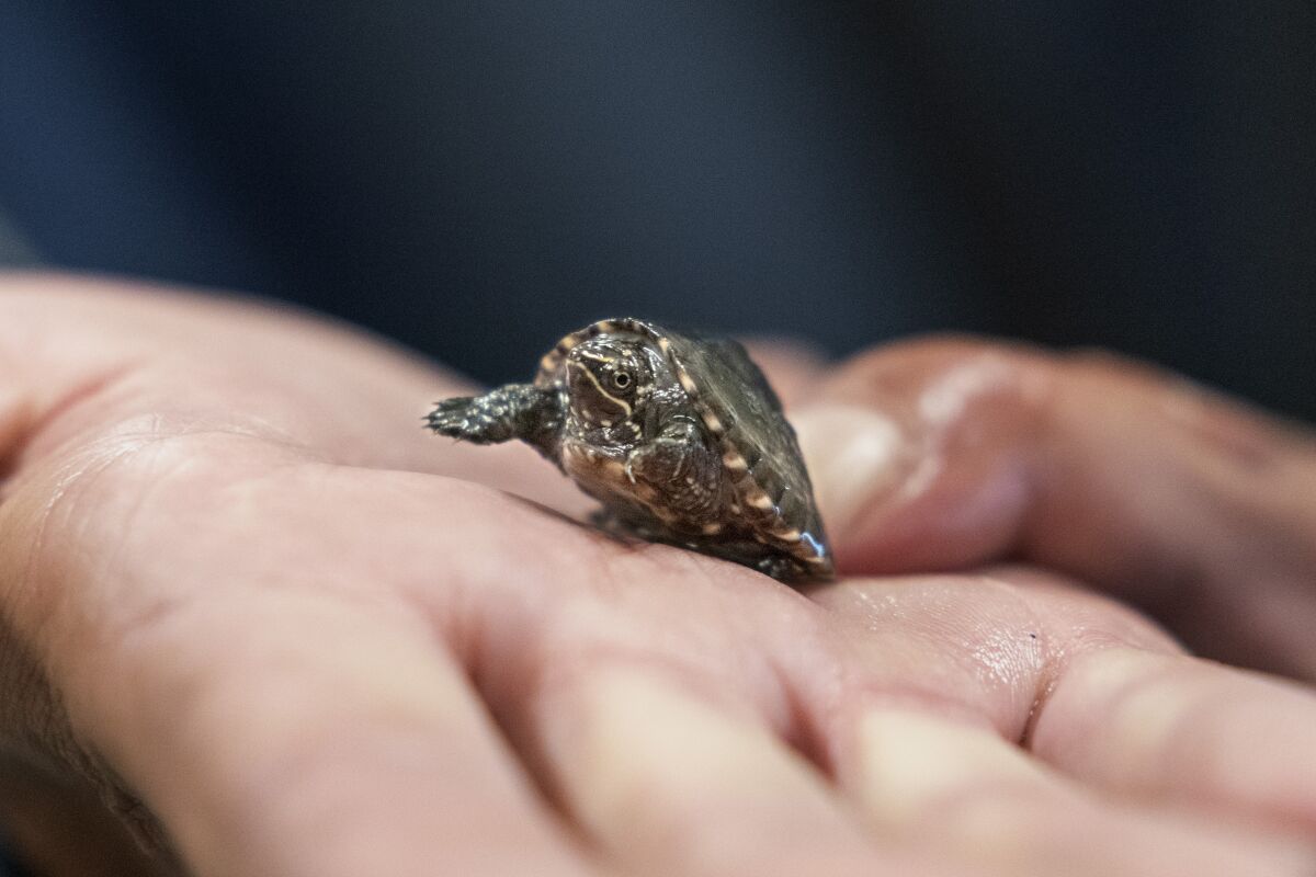 A tiny turtle in a hand