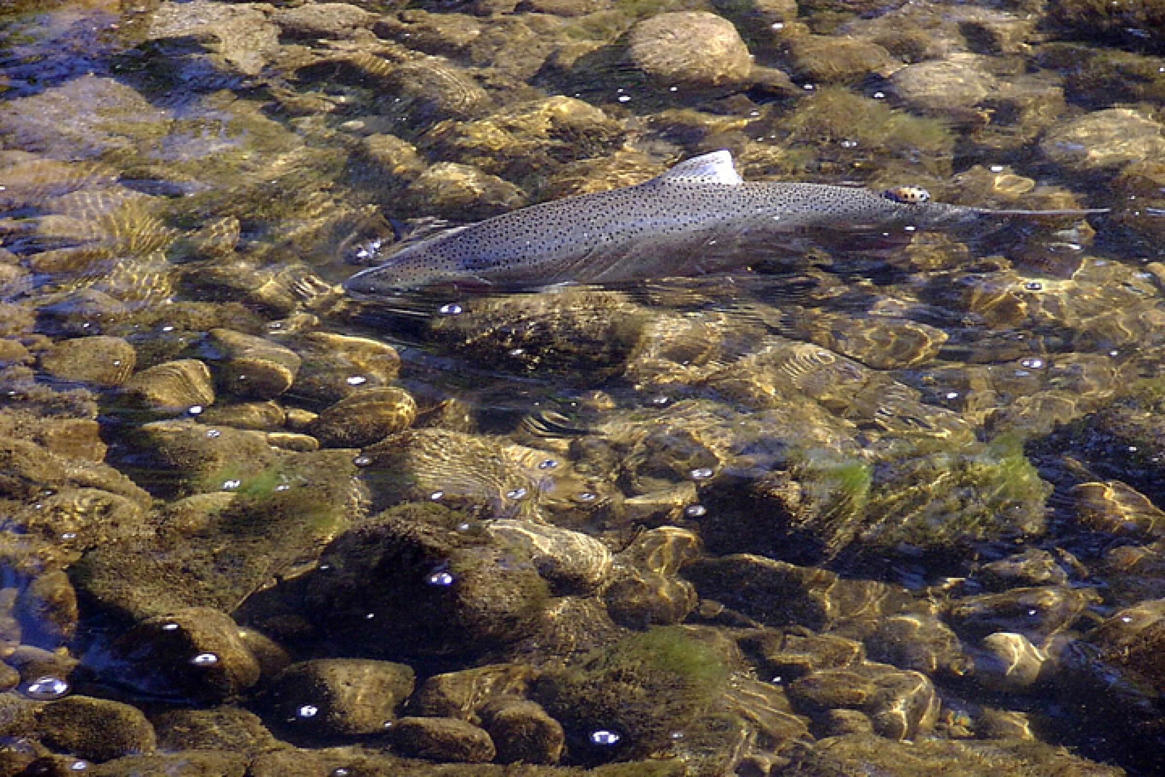 A Southern California steelhead trout swims in shallow water with a rocky bottom