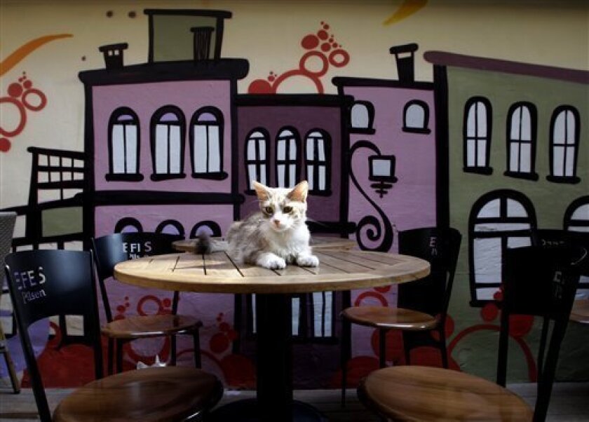 Cat Culture Thrives In Istanbul The San Diego Union Tribune