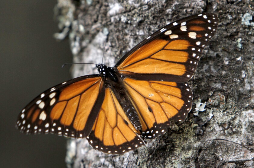 A monarch rests on a tree trunk in the Sierra Chincua butterfly sanctuary in the mountains of Mexico's Michoacan state.