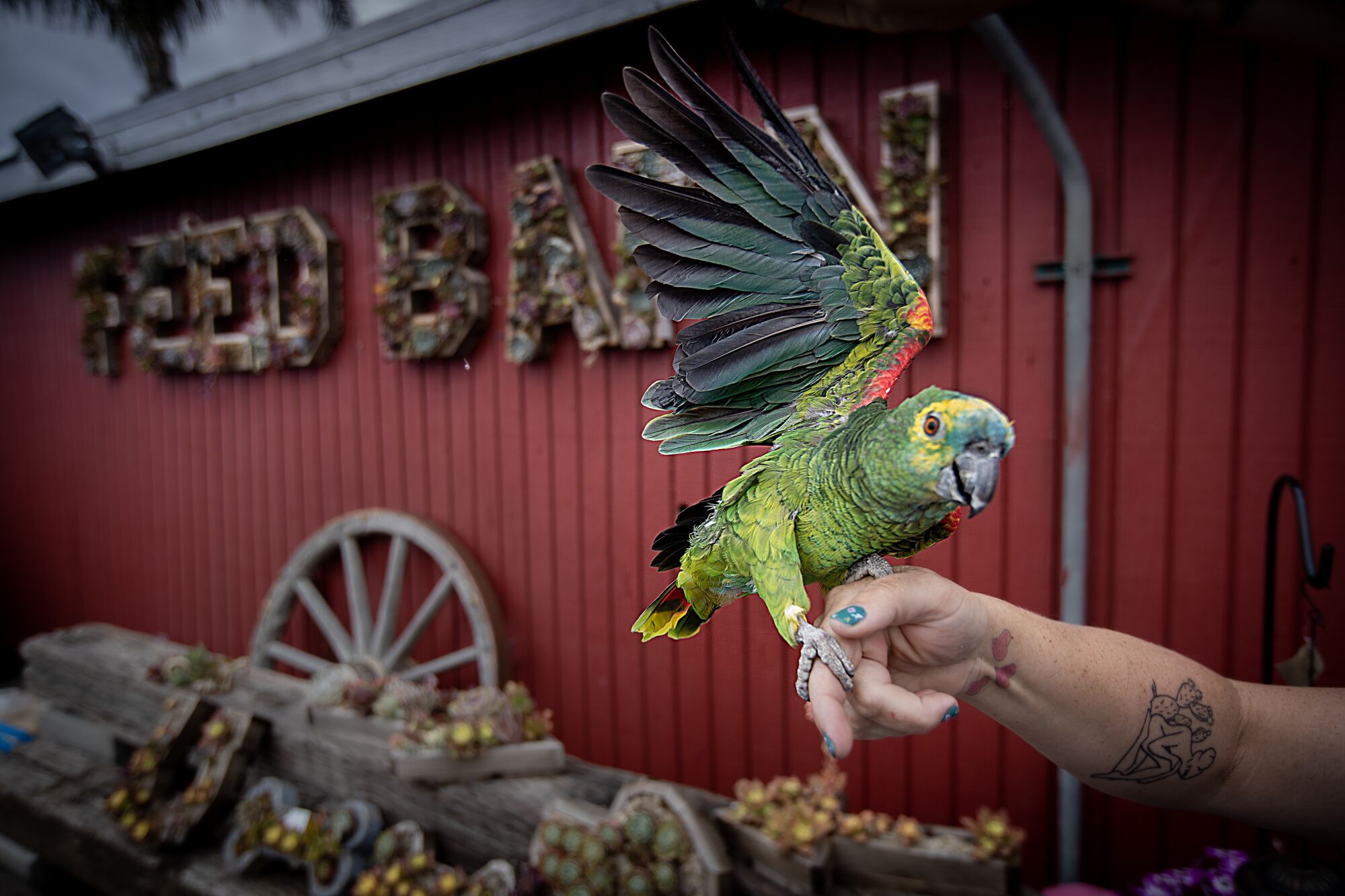 Mavi önlü bir amazon - yeşil bir papağan - uzanmış bir elin üzerinde otururken kanatlarını uzatır.
