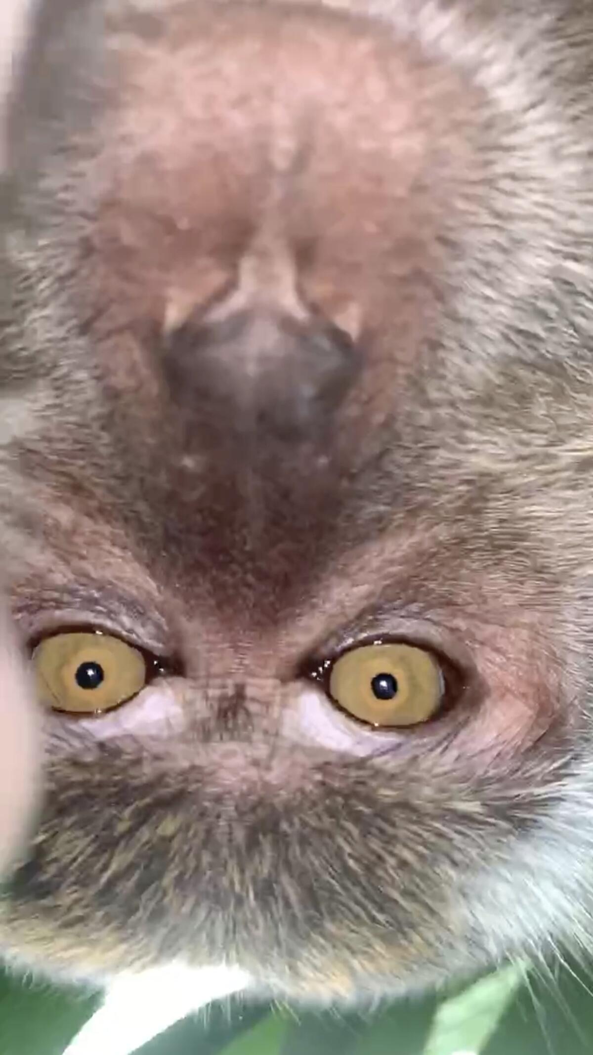 Mono se roba celular y se toma selfies