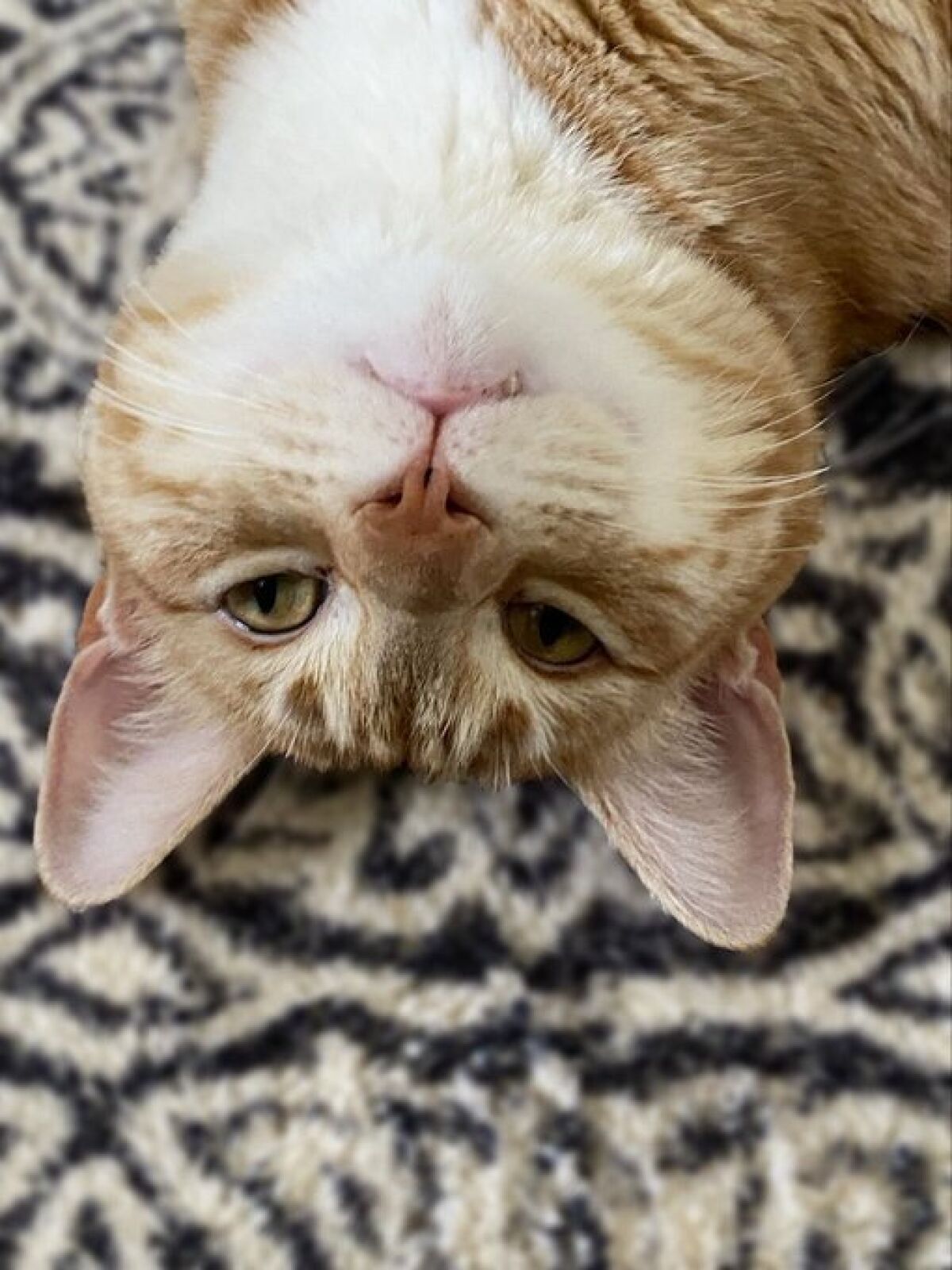 Jorts the Cat.
