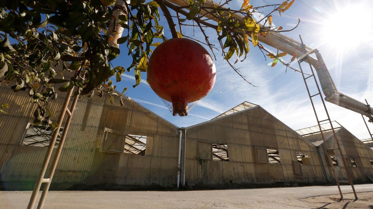 A pomegranate hangs near a row of abandoned cut flower greenhouses in Salinas that were recently purchased for use as a possible marijuana growing location.