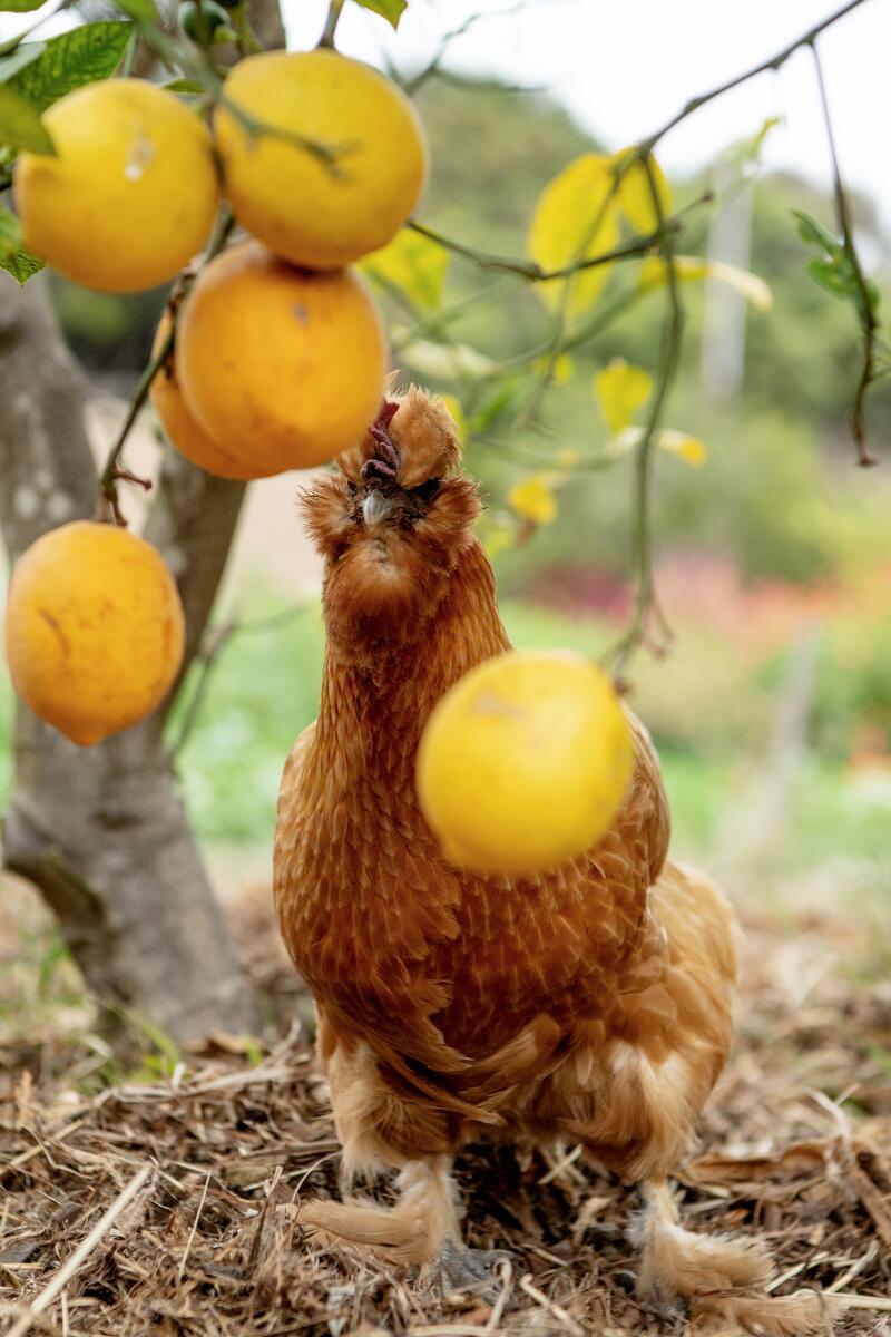 A red hen pokes her head around some lemons hanging from a tree.