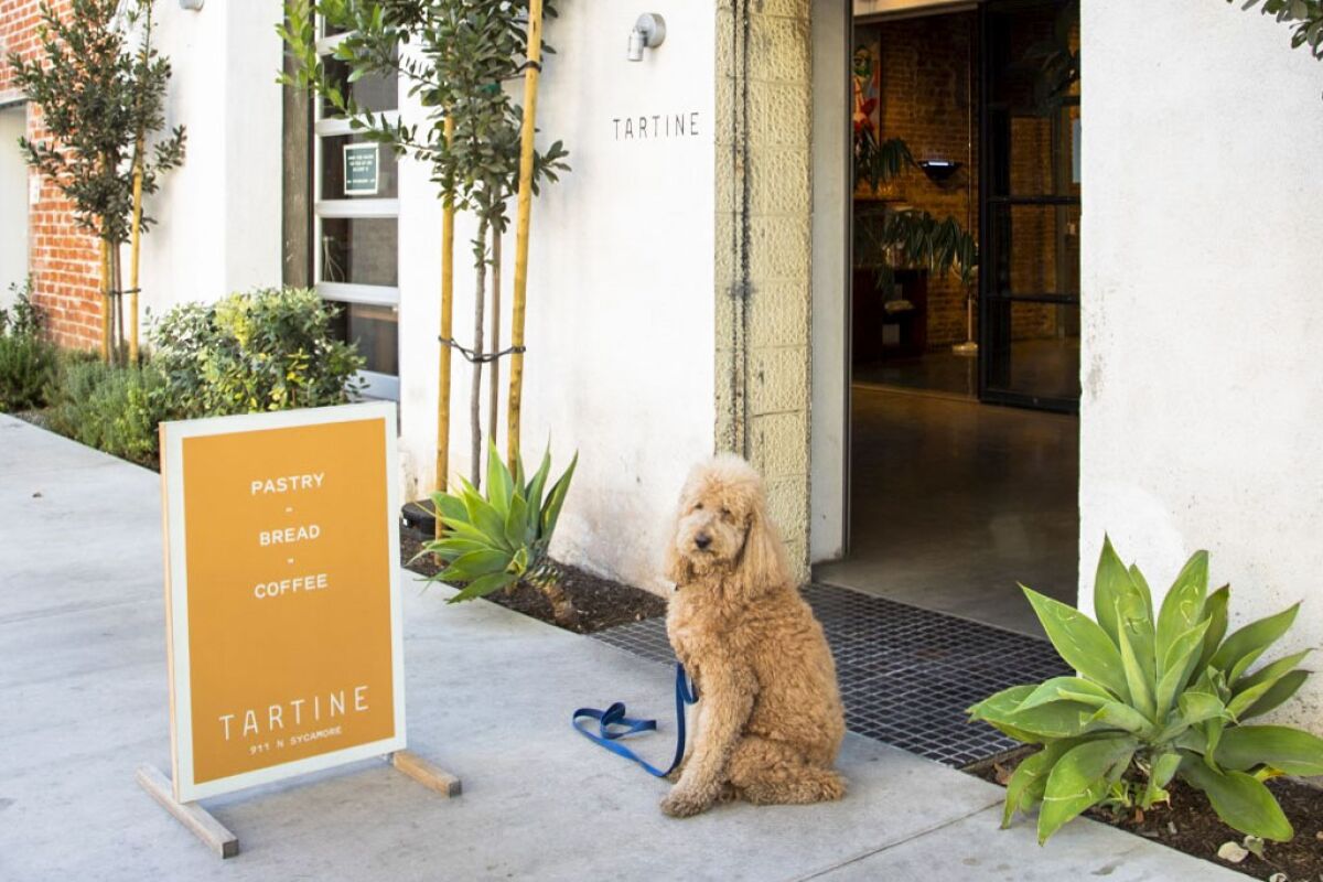 A dog sits next to a sign board outside Tartine on Sycamore Avenue.