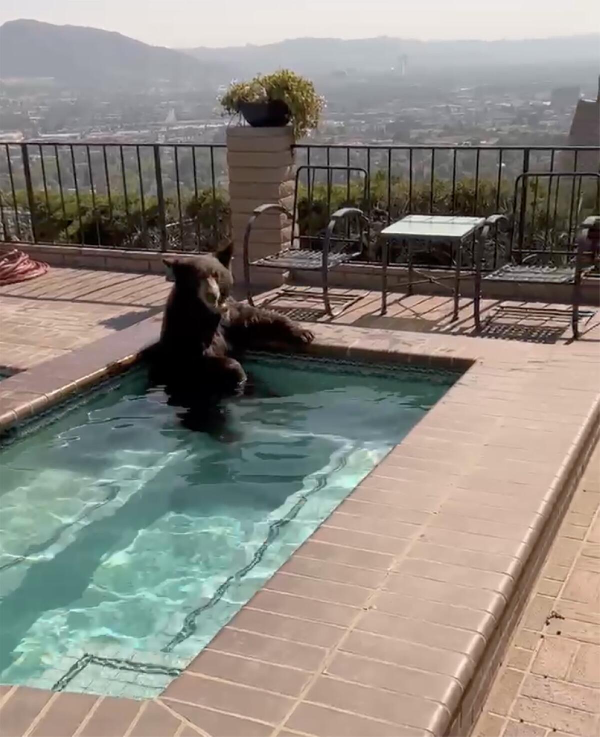Video still of a bear hanging out in a hot tub in Burbank.