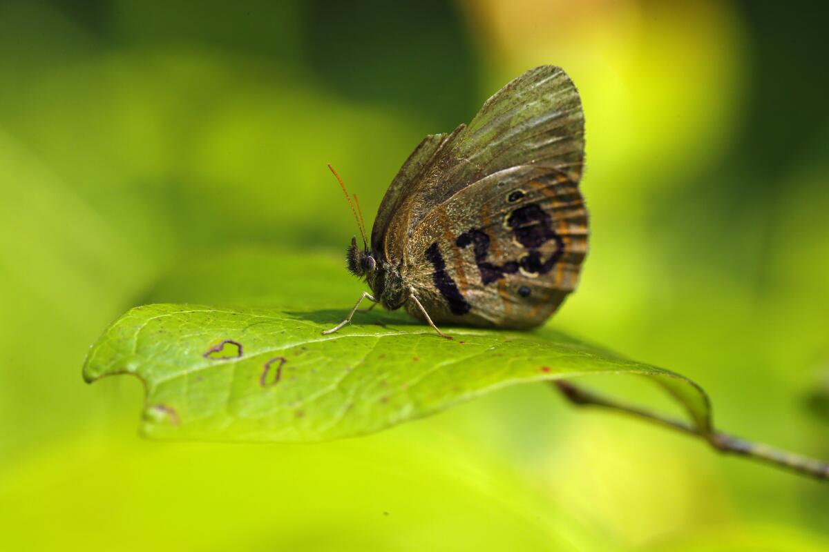  A St. Francis' satyr butterfly rests on a leaf 