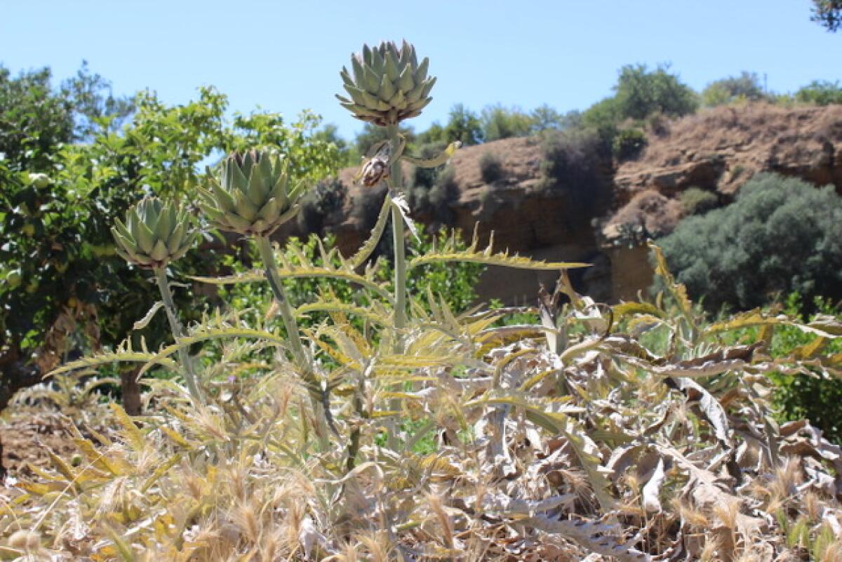 Wild artichokes grow in Sicily's Kolymbethra Garden.